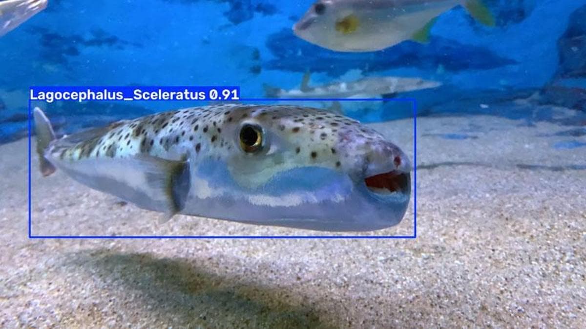 İstilacı balon balıklarını, dijital ikizleri tespit edecek