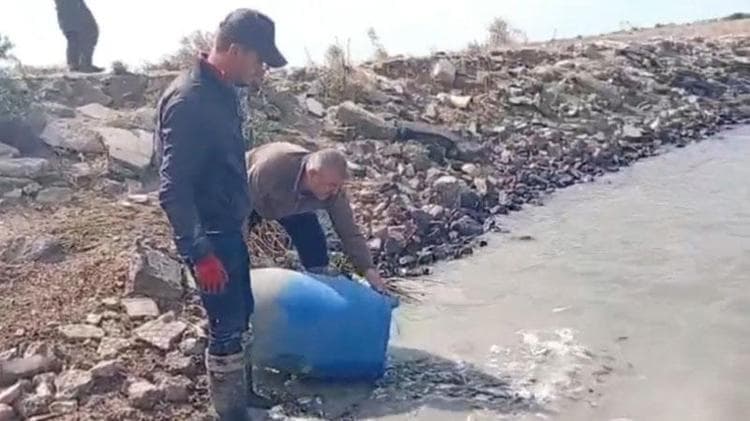 Sulama kanallarında mahsur kalan binlerce balık göletlere taşındı